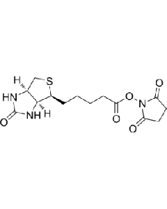 (+)-Biotin N-hydroxysuccinimide ester