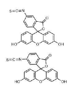 Fluorescein isothiocyanate